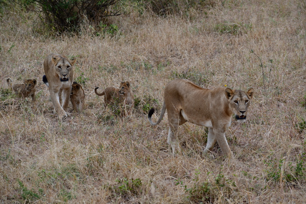 Tarangire NP